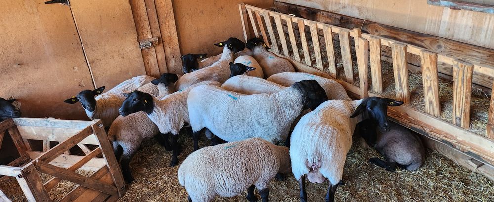 Oi si berbeci  suffolk cu pedigree!