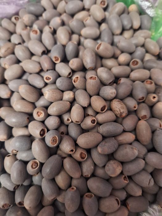 Лотосы очень быстро растут продаю по 5/10/20шт