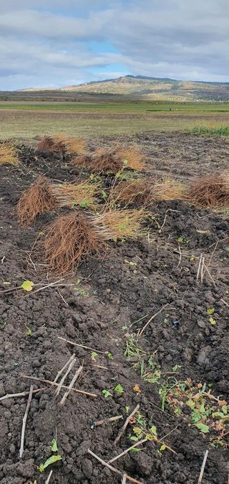 Vita de vie de calitate