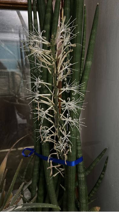 Сансеньервьра продам