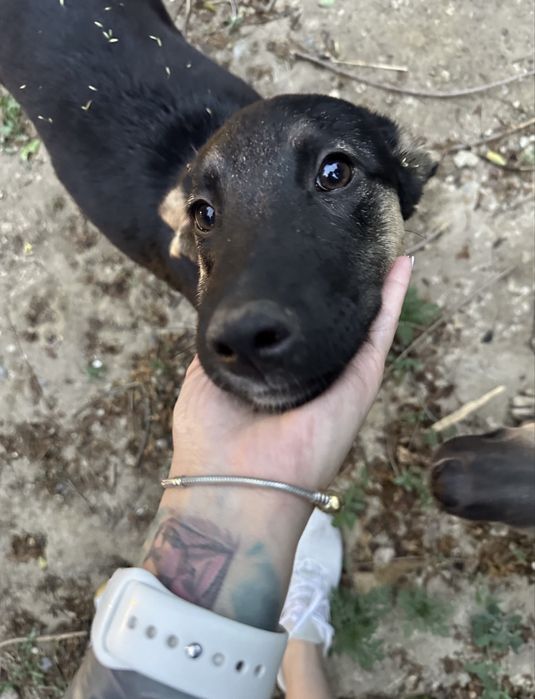 Щенок подросток овчарка