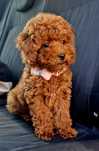 Toy poodle GIRLS