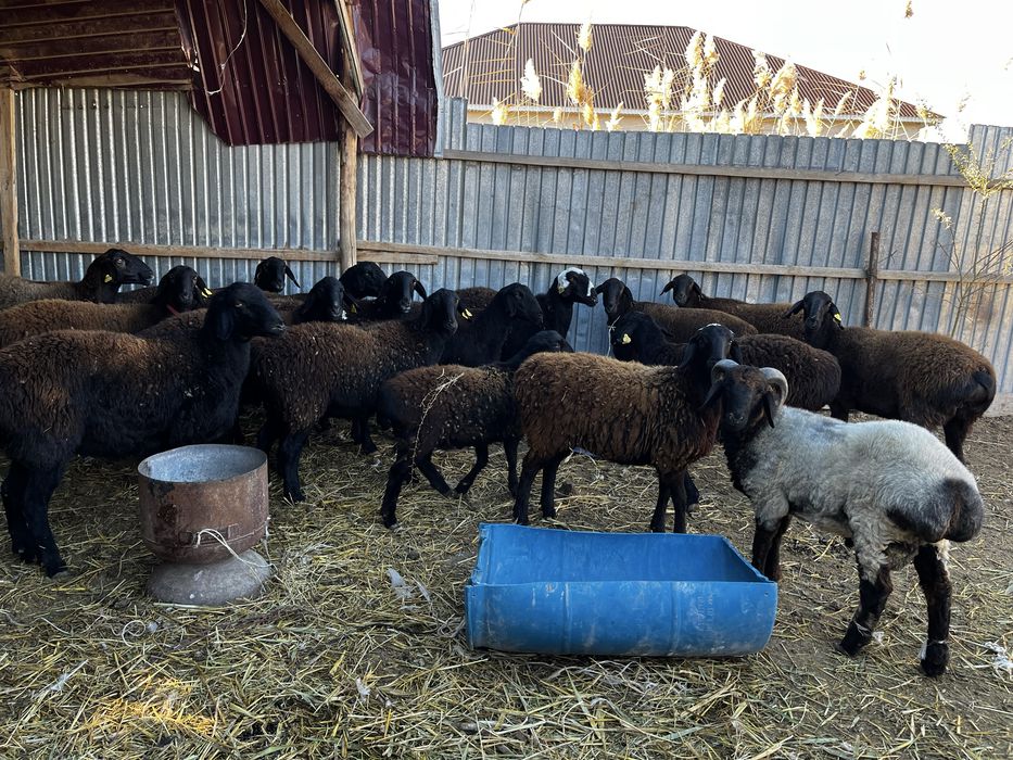 Қойлар сатылады.