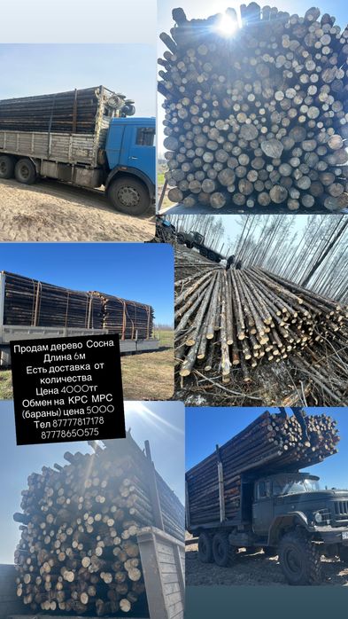 Продам дерево Сосна