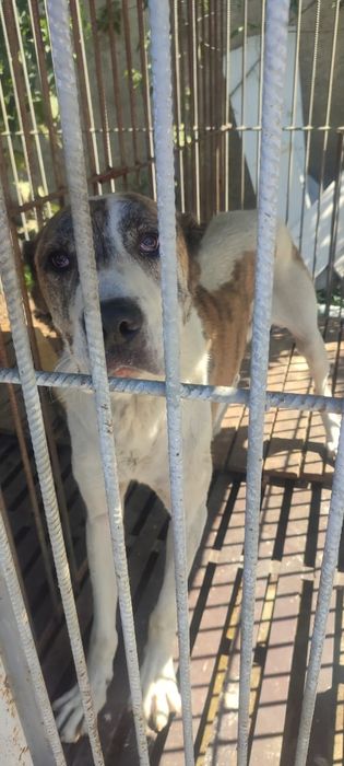 Ищем старых или новых более ответственых хозяев