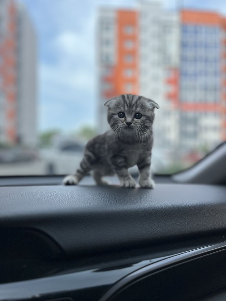 Котята шотландское