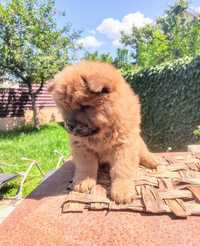 Vand catei Chow chow