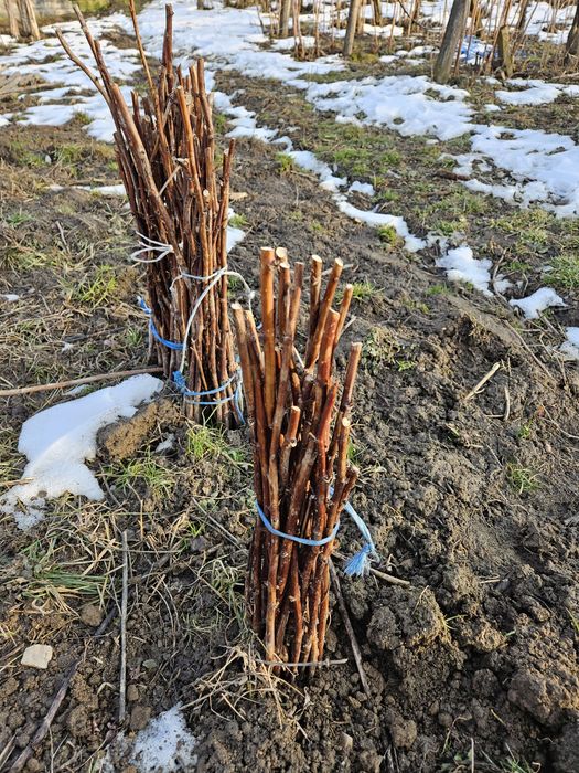 Butasi Zmeura Polana/Polka