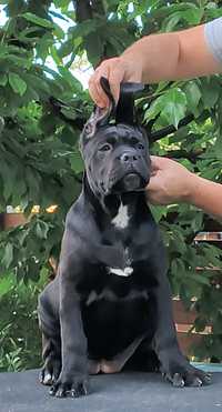 Femela Cane Corso  Italiano