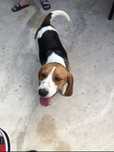 Oferta Beagle fetita varsta 7 luni