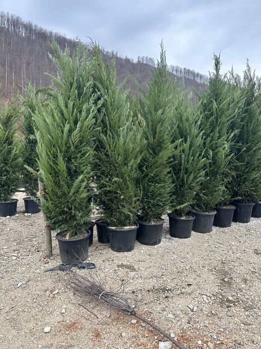 Leylandii la ghiveci