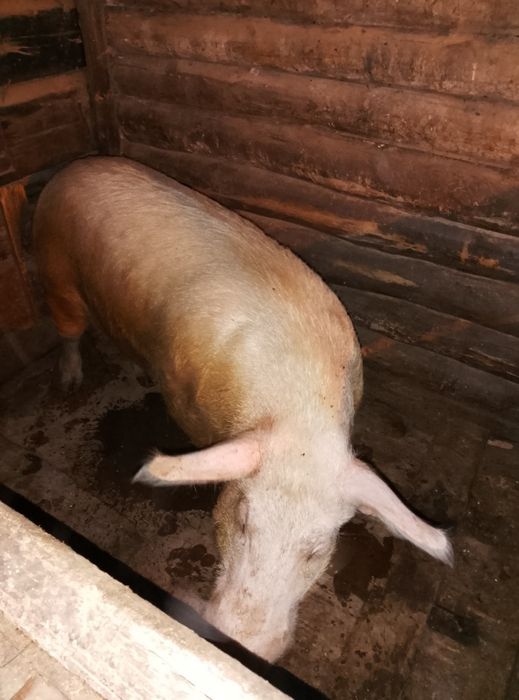 Продам кабана производителя.