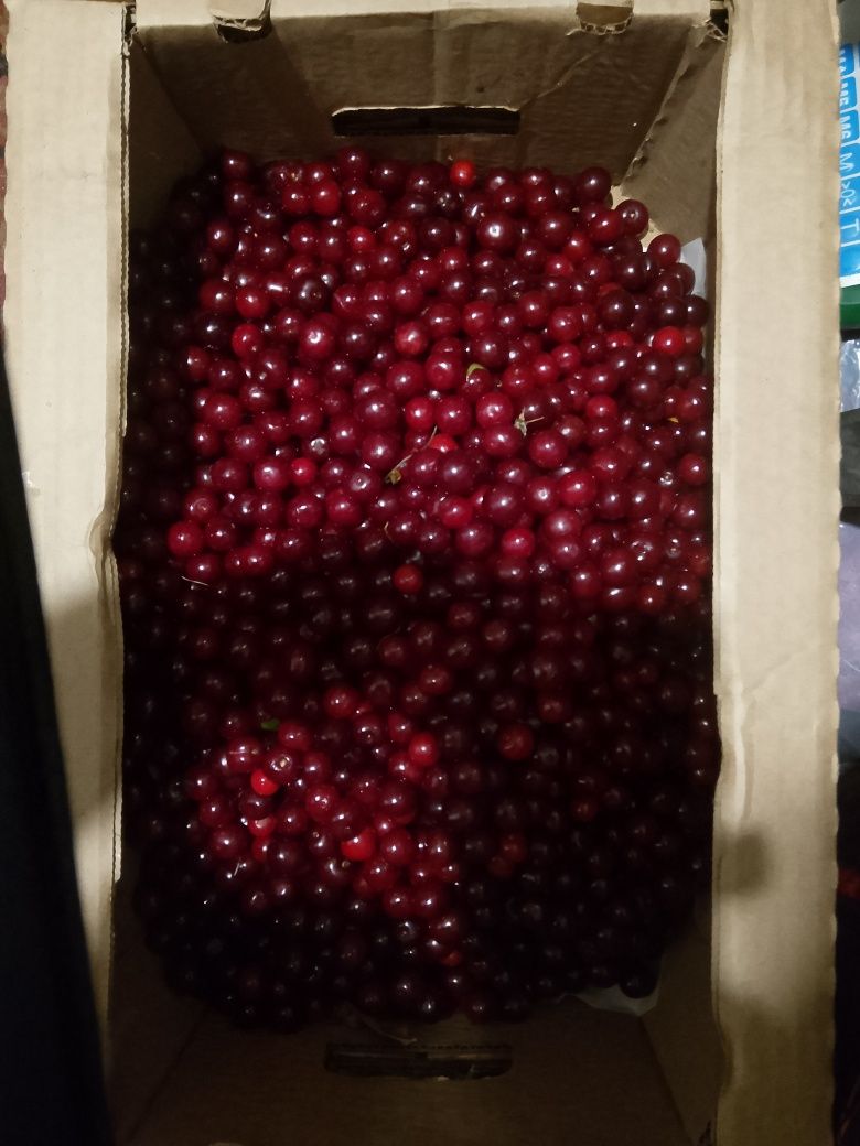 Продам вишню и смородину