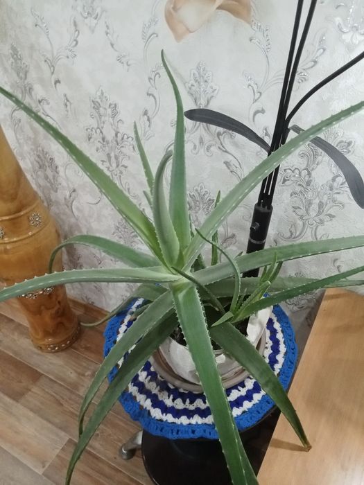 Продам  Алоэ с росточками