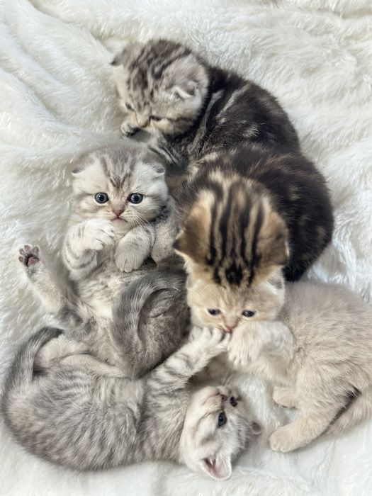 Шотландцы вислоушки, прямоушка