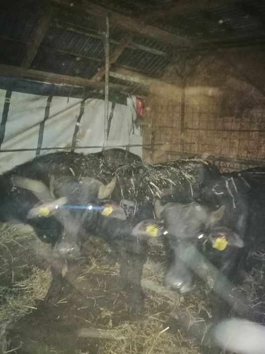 Vand viței de bivol