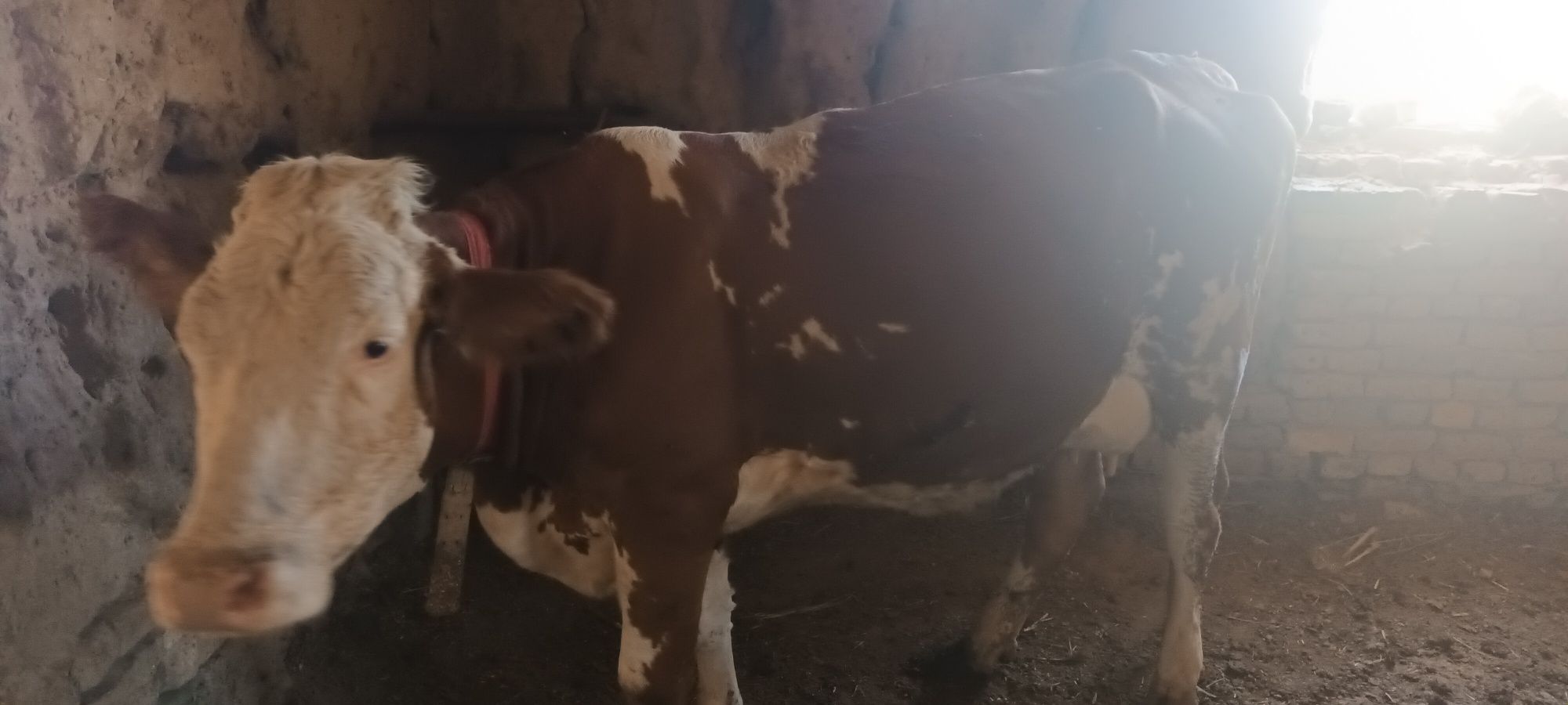 Smental sigir bolasi buqa