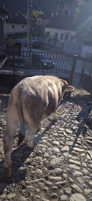 Vând vitel in vârstă de 8 luni