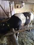 De vânzare vițel 400kg