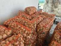 Vand ceapa  proaspata recolta 2025.Direct producator