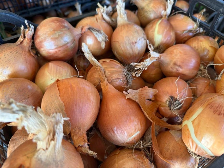 Продавам стар лук