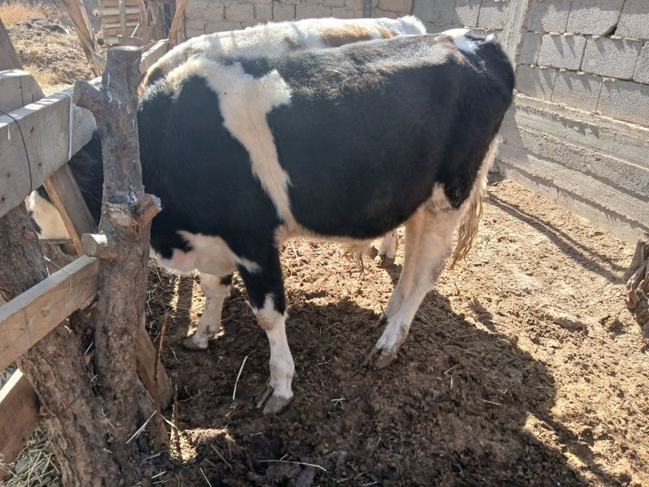 Пародалы букалар