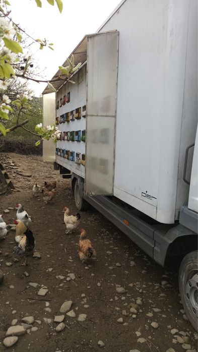 Camion apicol mercedes !