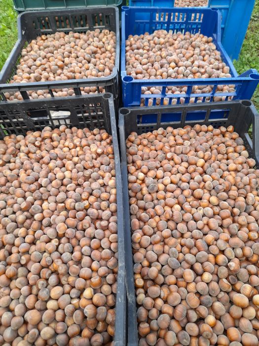 Alune de cultură-Bio