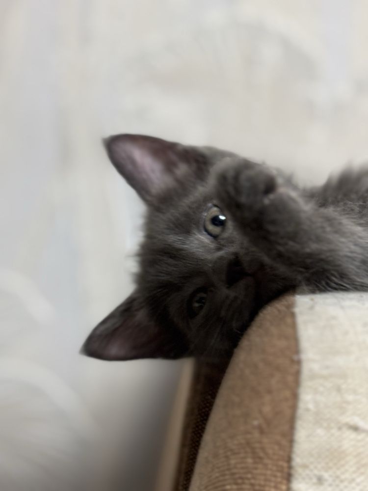 Котенок в добрые руки