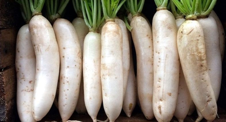 Продам черную редьку