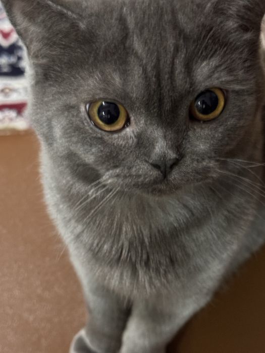 Кошка годовалая с мягкой шерсткой