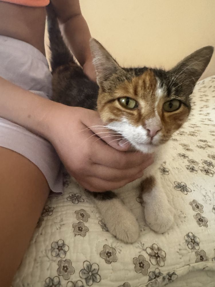 Кошечка ищет любящий дом