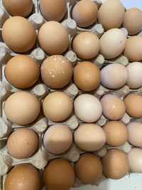 Oua de găini de tara bio