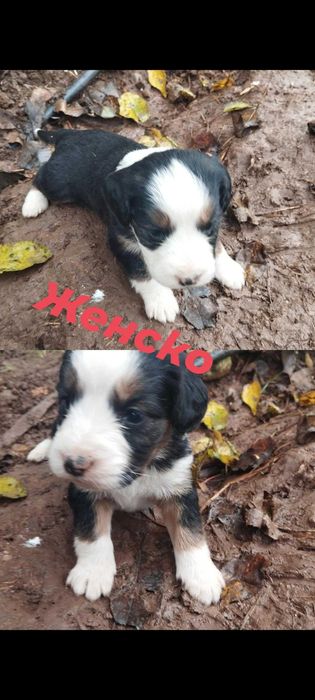 Подарявам най-сладките кученца