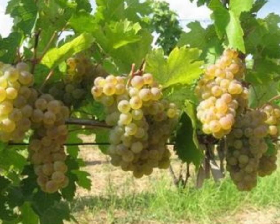 Struguri de vin calitate din productie proprie