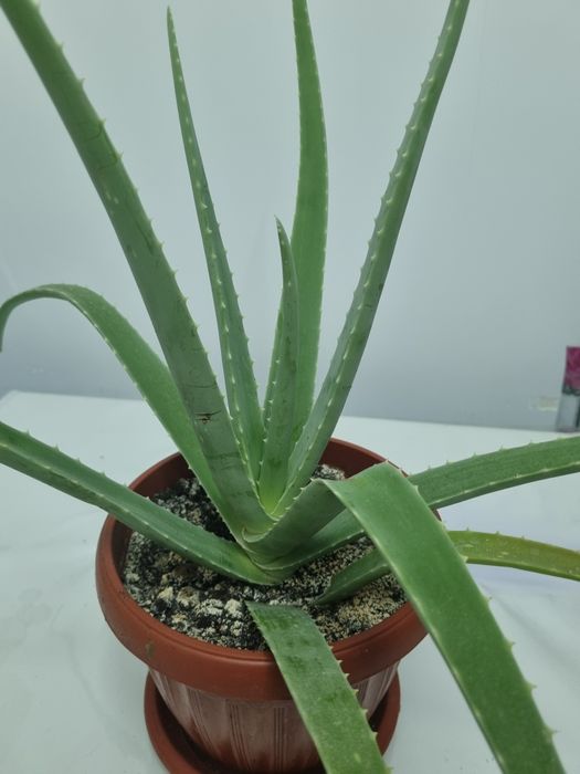 Алоэ для лечение емге арналган