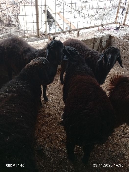 Кучкорлар сотилади тезда семиз сифатли йош хурон чиройли!