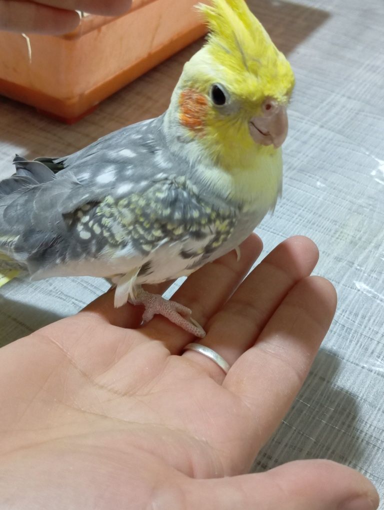 Продаётся Попугай срочно