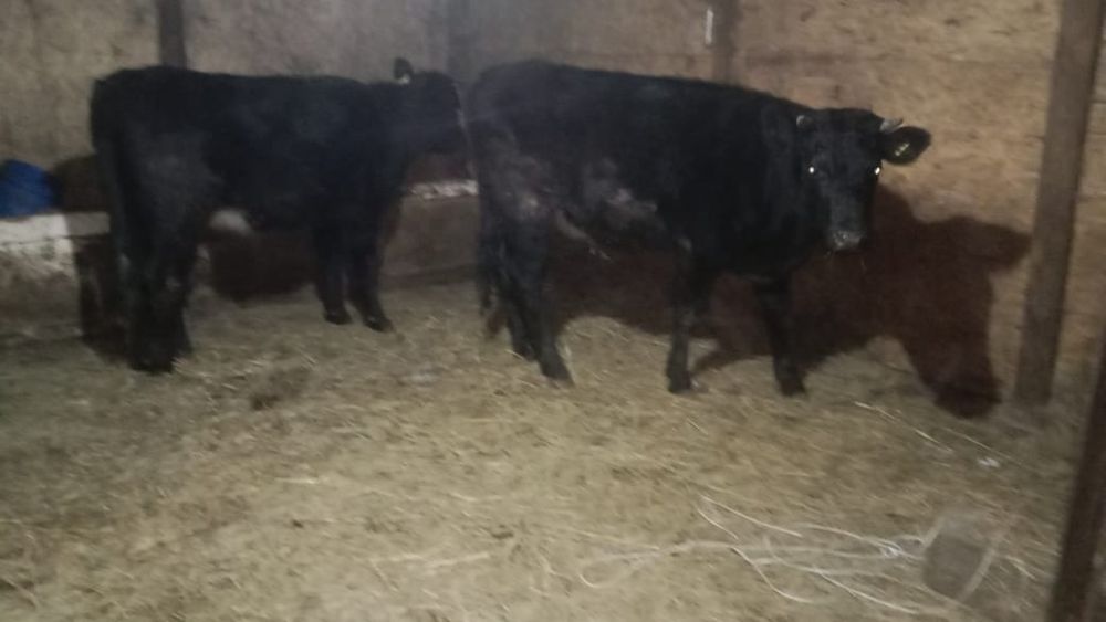 Продам тёлок по 2 года