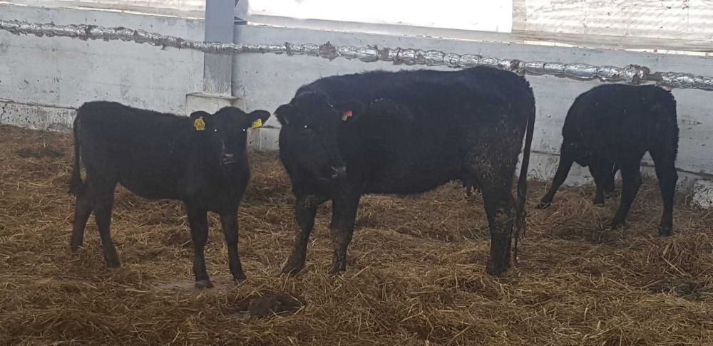 Vand Vitele, Vaci, Juninci, Pirimipare Aberdeen Angus