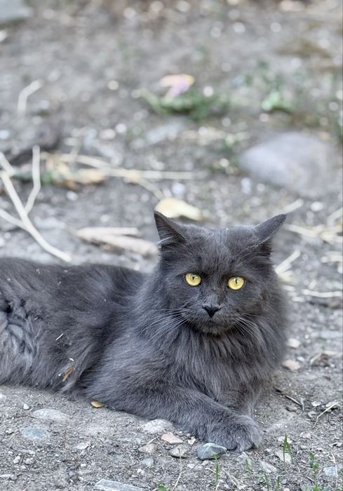 Кошка в добрые руки