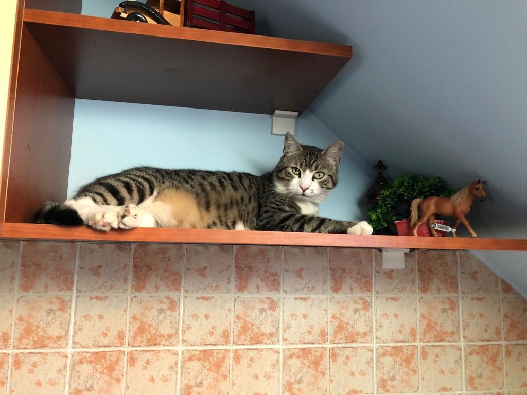 Donez 2 pisicute o fata și un motan
