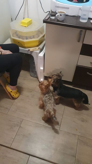 Urgent adoptie Yorkshire Terrier