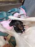 Donez 5 pui Boxer