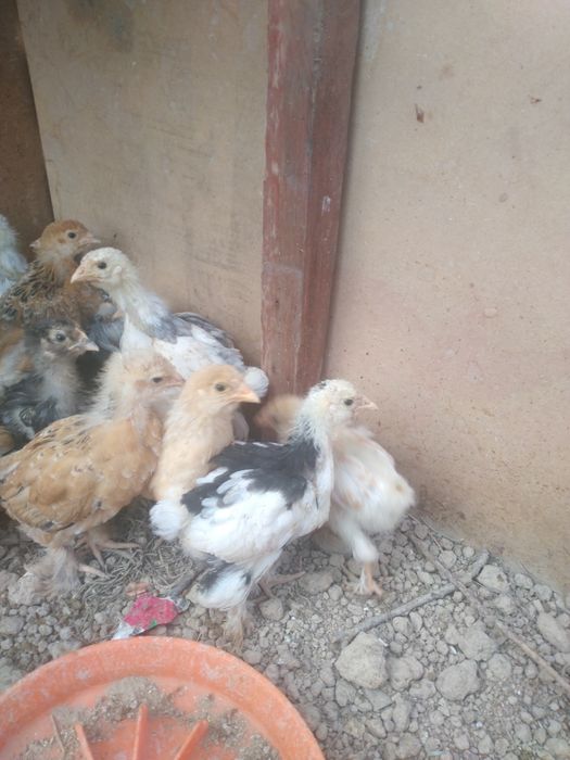 Брамма жужалар сотилади