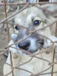 Adopție cățeluși talie medie