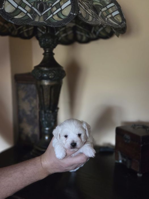 Bichon maltez talie mica