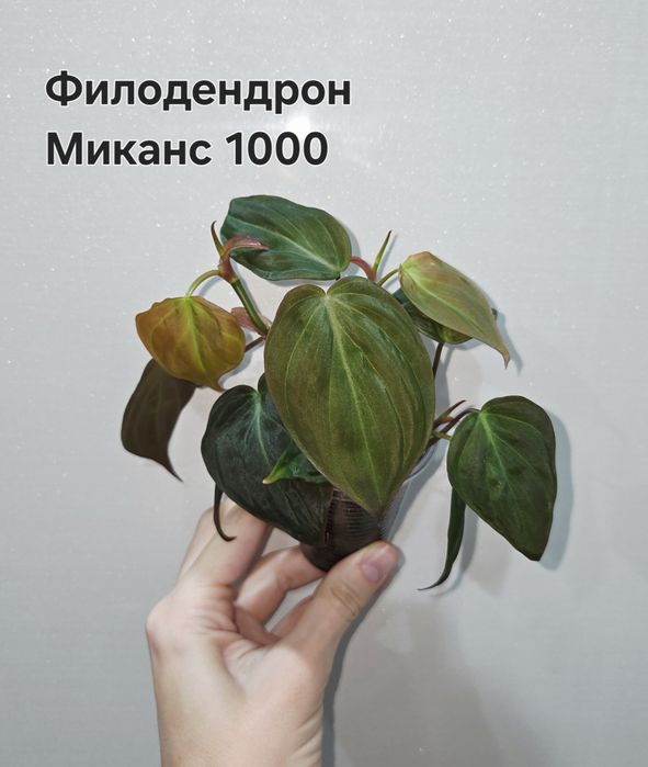Фикусы,Орхидея,Филодендрон,Сансевиерия,Опрыскиватель,Хойи
