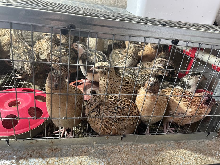 Домашни яйца от пъдпъдъци