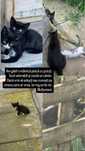 Pisicute pentru adoptie
